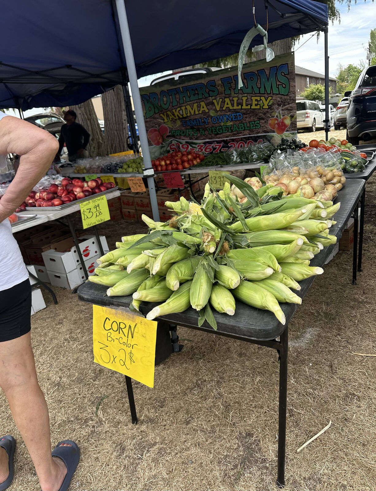 Fresh sweet corn piled on a farmers market table