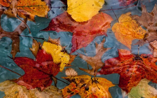 City asks residents to trim trees and rake leaves for street sweeping