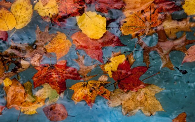 Fall cleanup: extra trash and yard waste pickup Oct. 27